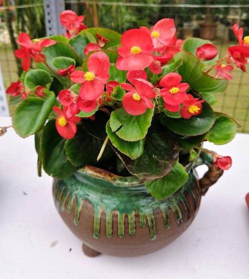 她把1种花养到无敌,她把1种花养到无敌的世界里?-第3张图片-优品飞百科 她把1种花养到无敌,她把1种花养到无敌的世界里?-第3张图片-优品飞百科