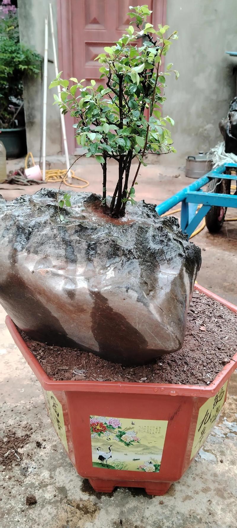 她把1种花养到无敌,她把1种花养到无敌的世界里?-第5张图片-优品飞百科 她把1种花养到无敌,她把1种花养到无敌的世界里?-第5张图片-优品飞百科