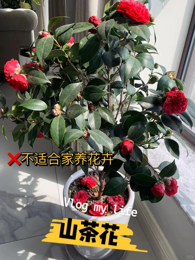 她把1种花养到无敌,她把1种花养到无敌的世界里?-第4张图片-优品飞百科 她把1种花养到无敌,她把1种花养到无敌的世界里?-第4张图片-优品飞百科