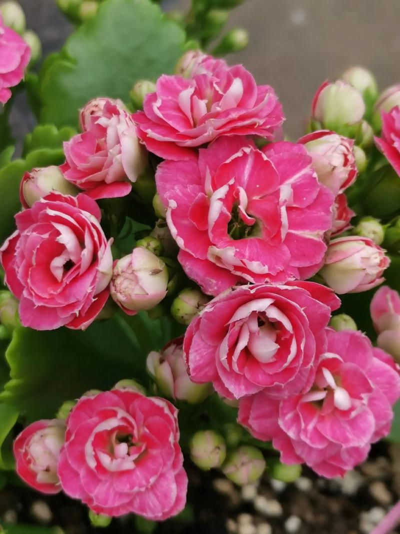 她把1种花养到无敌,她把1种花养到无敌的世界里?-第6张图片-优品飞百科 她把1种花养到无敌,她把1种花养到无敌的世界里?-第6张图片-优品飞百科