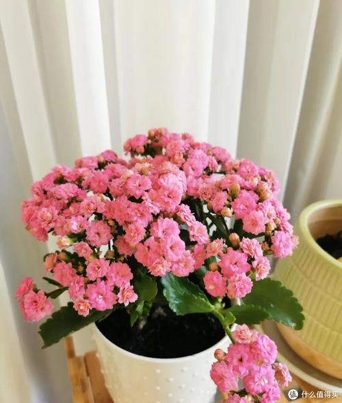 她把1种花养到无敌,她把1种花养到无敌的世界里?-第7张图片-优品飞百科 她把1种花养到无敌,她把1种花养到无敌的世界里?-第7张图片-优品飞百科