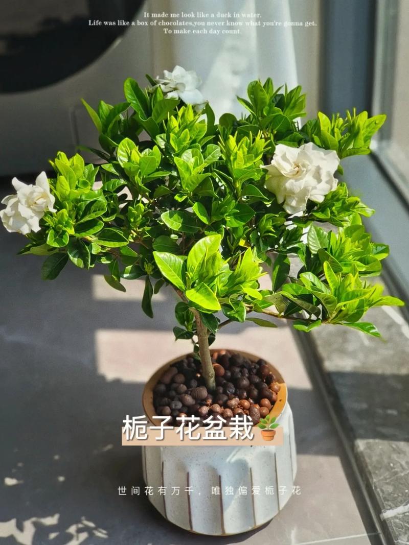 栀子花什么时候开?栀子花什么时候开花是最佳时间呢?-第3张图片-优品飞百科 栀子花什么时候开?栀子花什么时候开花是最佳时间呢?-第3张图片-优品飞百科