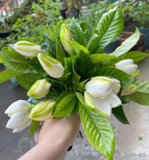 栀子花什么时候开?栀子花什么时候开花是最佳时间呢?-第4张图片-优品飞百科 栀子花什么时候开?栀子花什么时候开花是最佳时间呢?-第4张图片-优品飞百科