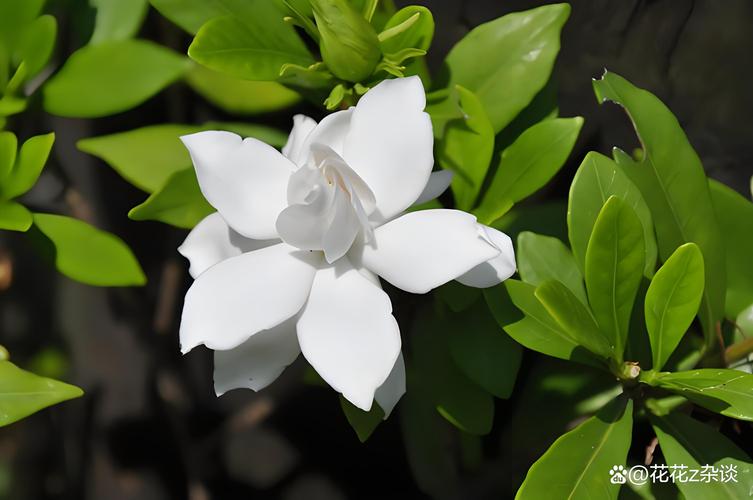 栀子花什么时候开?栀子花什么时候开花是最佳时间呢?-第5张图片-优品飞百科 栀子花什么时候开?栀子花什么时候开花是最佳时间呢?-第5张图片-优品飞百科