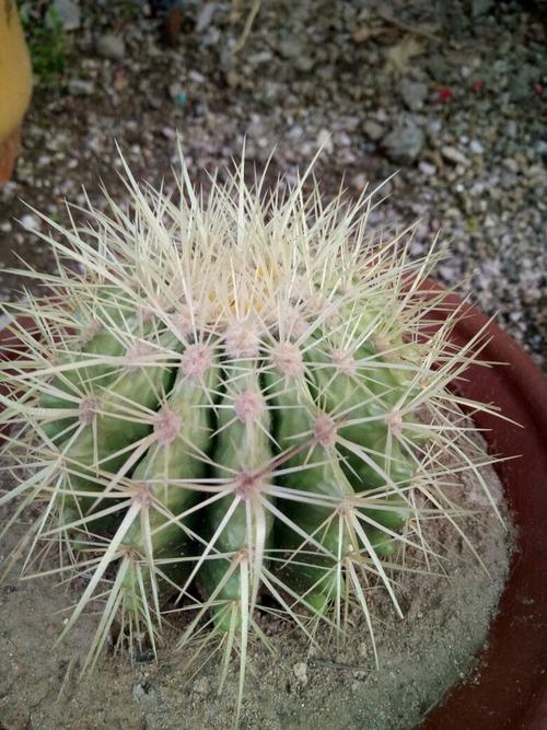 仙人球底部褶皱萎缩？仙人球底部干瘪起皱怎么办？