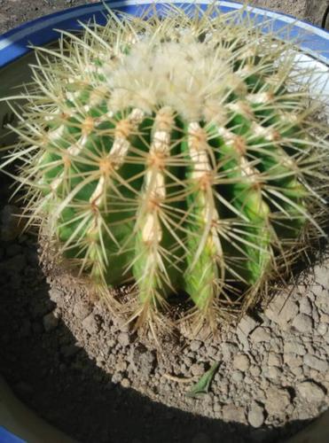 仙人球底部褶皱萎缩？仙人球底部干瘪起皱怎么办？-第2张图片-优品飞百科