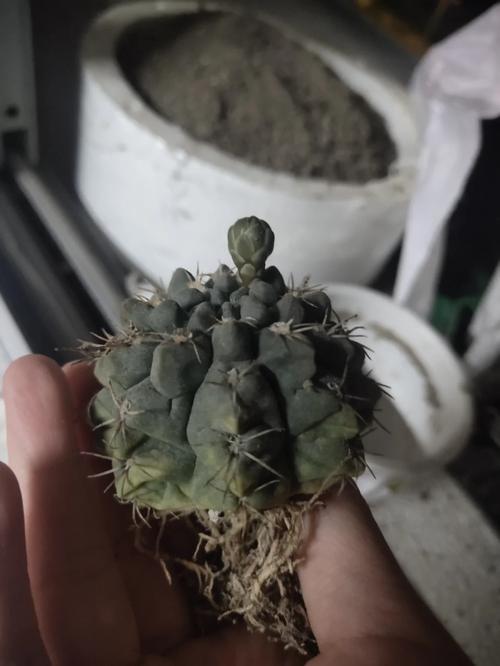 仙人球底部褶皱萎缩？仙人球底部干瘪起皱怎么办？-第3张图片-优品飞百科