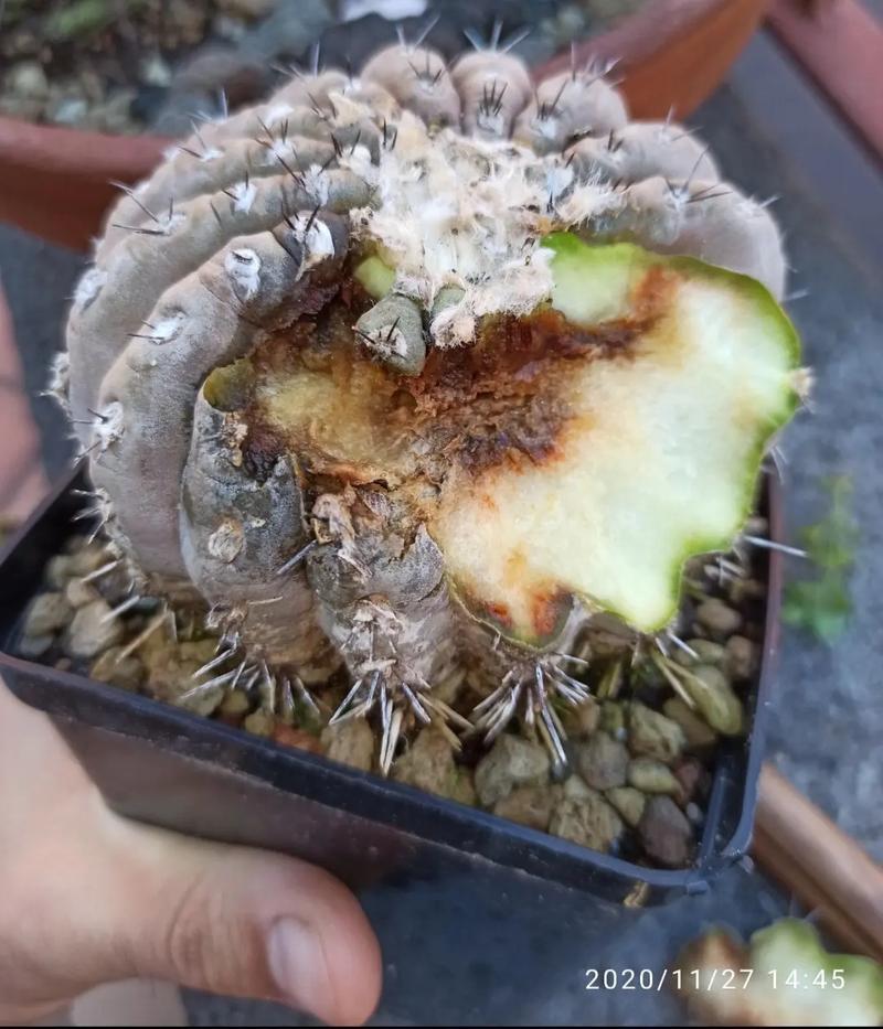 仙人球底部褶皱萎缩？仙人球底部干瘪起皱怎么办？-第4张图片-优品飞百科