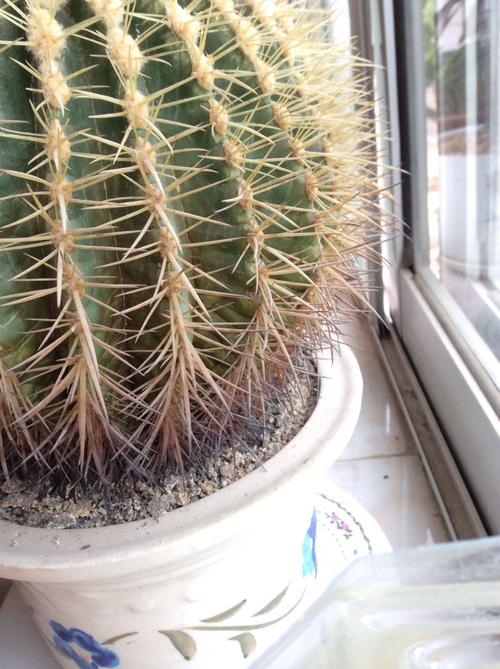 仙人球底部褶皱萎缩？仙人球底部干瘪起皱怎么办？-第5张图片-优品飞百科