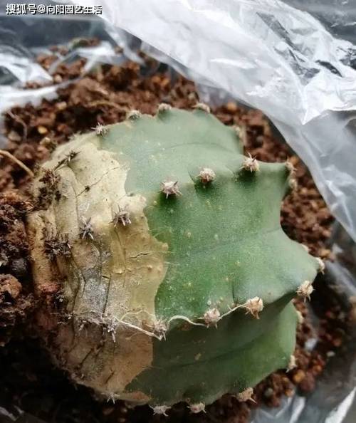 仙人球底部褶皱萎缩？仙人球底部干瘪起皱怎么办？-第6张图片-优品飞百科