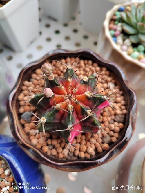 仙人球底部褶皱萎缩？仙人球底部干瘪起皱怎么办？-第7张图片-优品飞百科