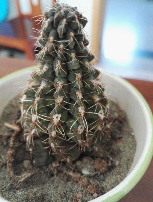 仙人球底部褶皱萎缩？仙人球底部干瘪起皱怎么办？-第8张图片-优品飞百科