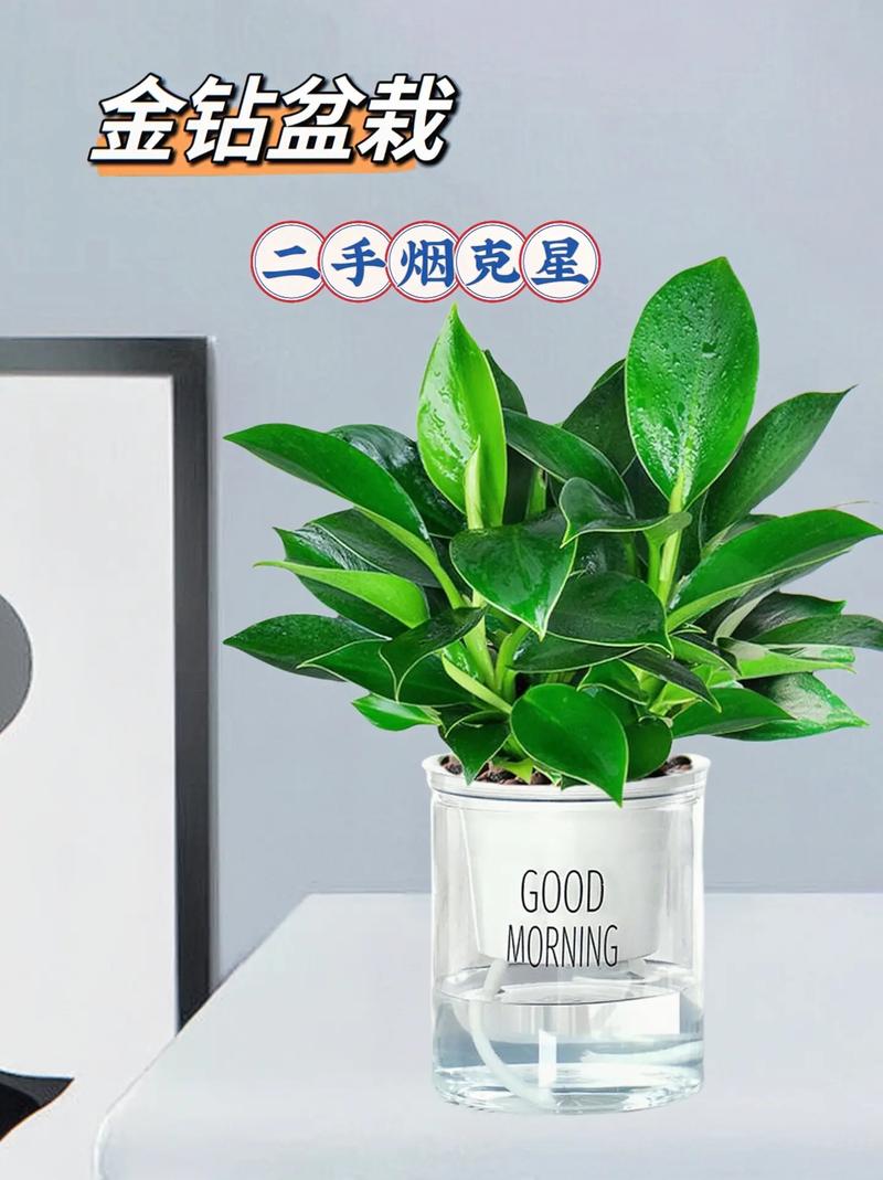 金钻叶子能插活吗，金钻叶子全部剪掉能活吗