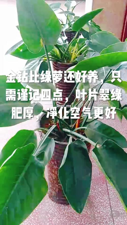 金钻叶子能插活吗，金钻叶子全部剪掉能活吗-第2张图片-优品飞百科