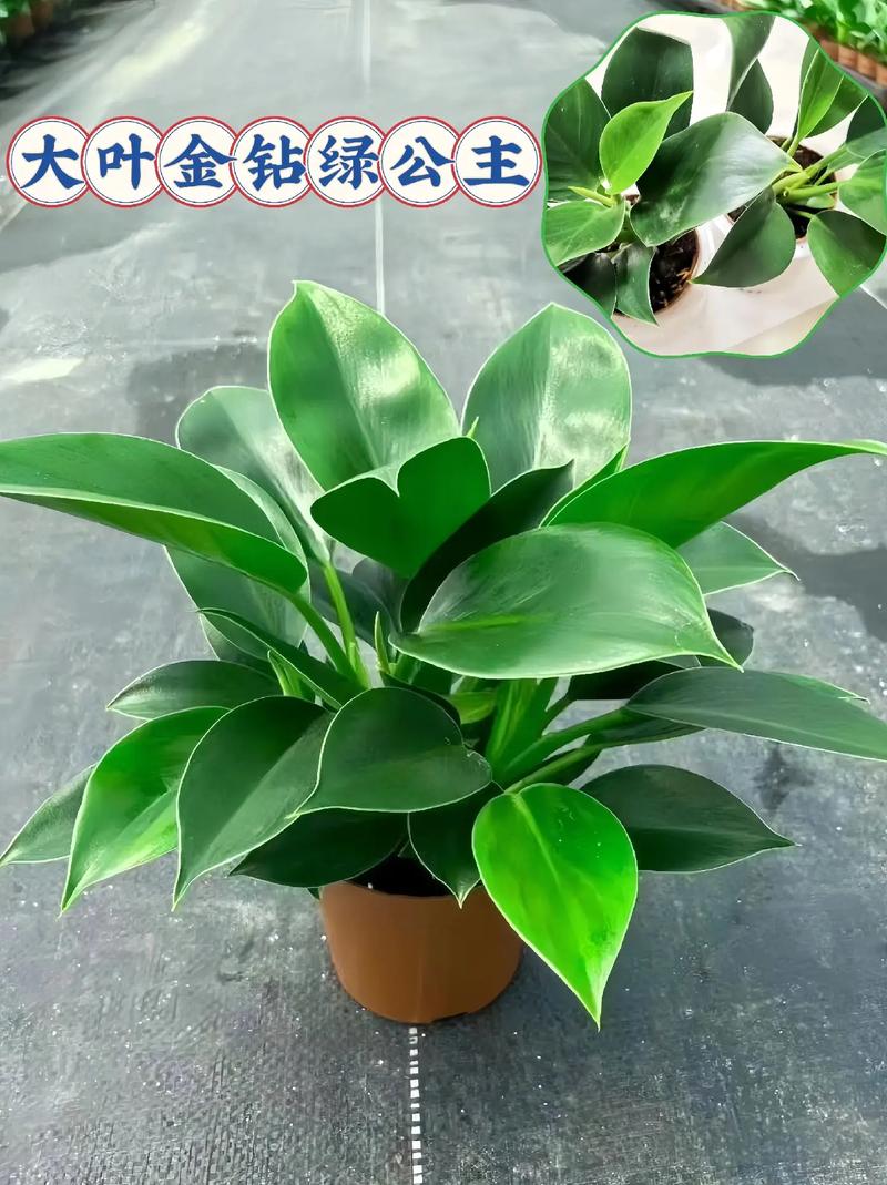 金钻叶子能插活吗，金钻叶子全部剪掉能活吗-第4张图片-优品飞百科