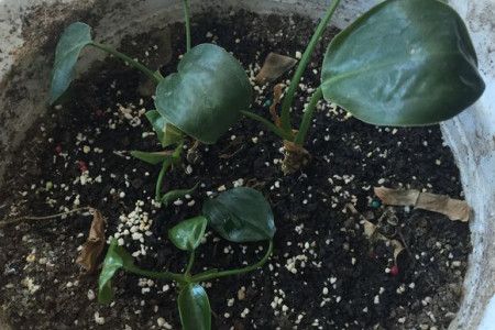 金钻叶子能插活吗，金钻叶子全部剪掉能活吗-第3张图片-优品飞百科