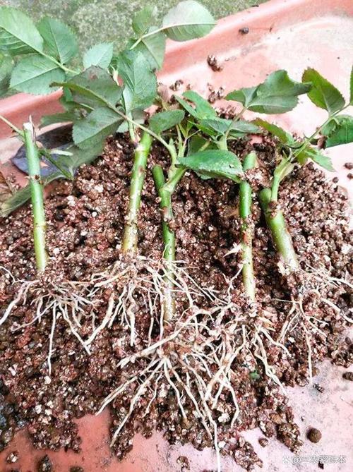 金钻叶子能插活吗，金钻叶子全部剪掉能活吗-第5张图片-优品飞百科