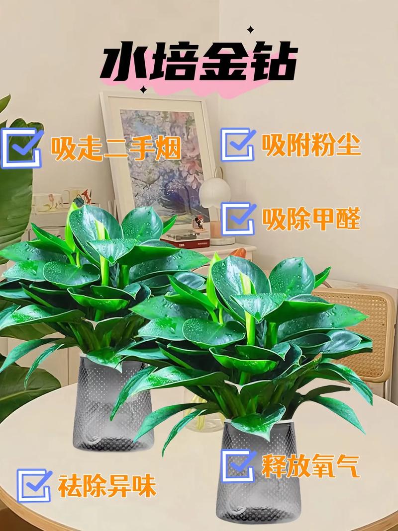 金钻叶子能插活吗，金钻叶子全部剪掉能活吗-第6张图片-优品飞百科