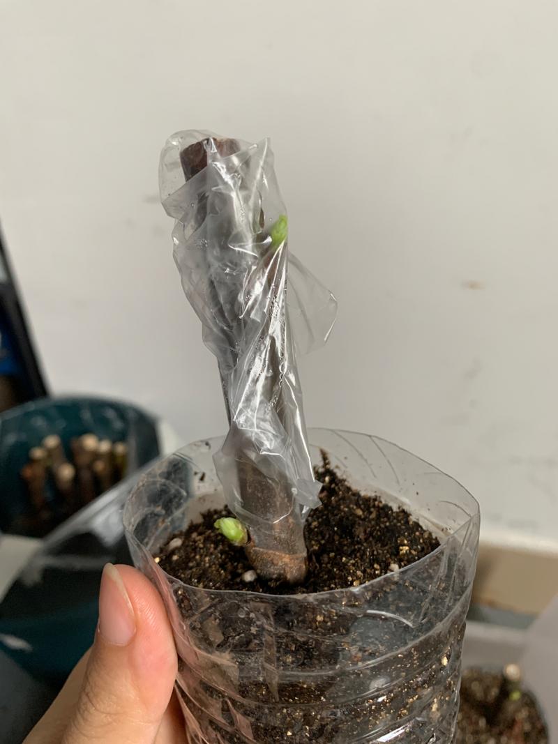 无花果树枝能插活吗，无花果树枝能插活吗视频？