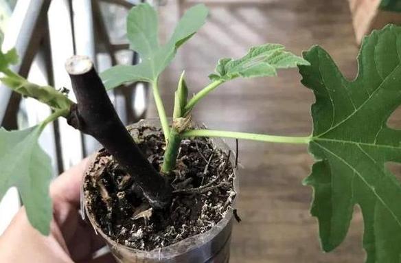 无花果树枝能插活吗,无花果树枝能插活吗视频?-第2张图片-优品飞百科 无花果树枝能插活吗,无花果树枝能插活吗视频?-第2张图片-优品飞百科