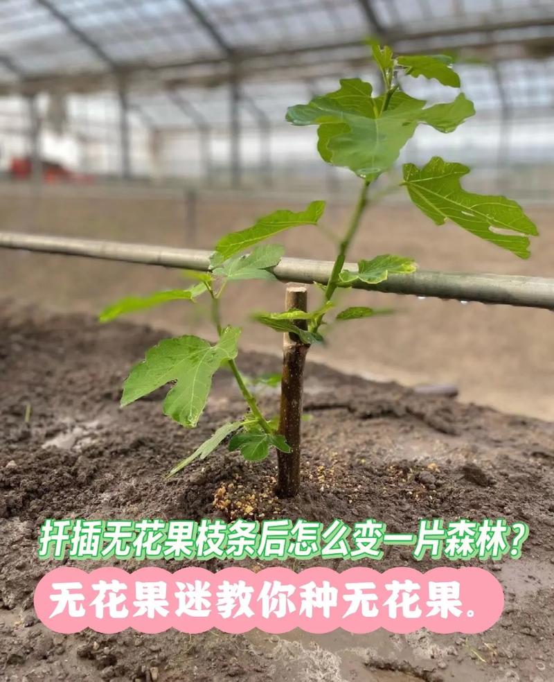 无花果树枝能插活吗,无花果树枝能插活吗视频?-第3张图片-优品飞百科 无花果树枝能插活吗,无花果树枝能插活吗视频?-第3张图片-优品飞百科