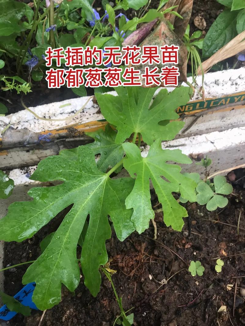 无花果树枝能插活吗,无花果树枝能插活吗视频?-第4张图片-优品飞百科 无花果树枝能插活吗,无花果树枝能插活吗视频?-第4张图片-优品飞百科