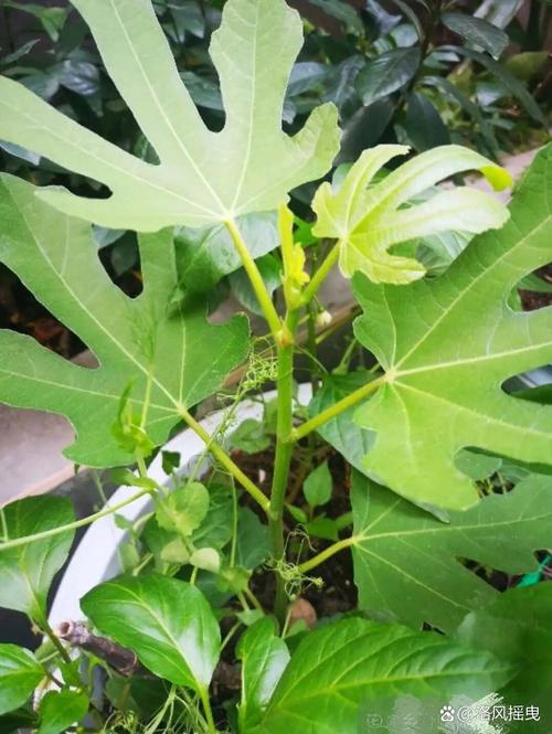 无花果树枝能插活吗,无花果树枝能插活吗视频?-第5张图片-优品飞百科 无花果树枝能插活吗,无花果树枝能插活吗视频?-第5张图片-优品飞百科