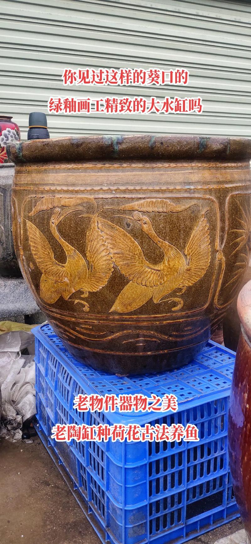 如何在水缸里养荷花，如何在水缸里养荷花盆栽