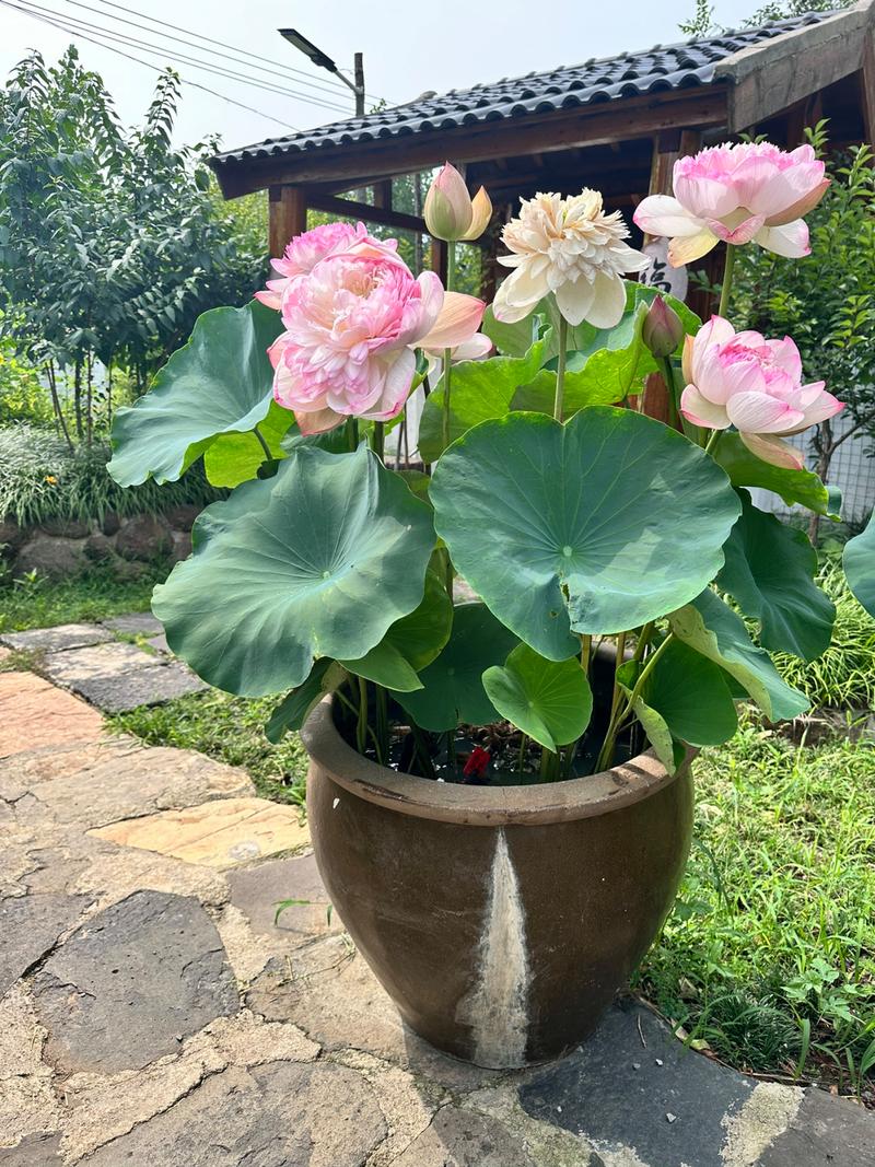 如何在水缸里养荷花，如何在水缸里养荷花盆栽-第2张图片-优品飞百科