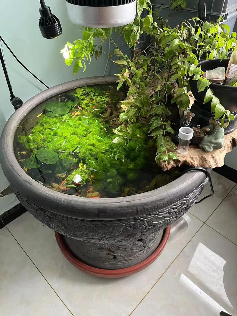 如何在水缸里养荷花，如何在水缸里养荷花盆栽-第3张图片-优品飞百科