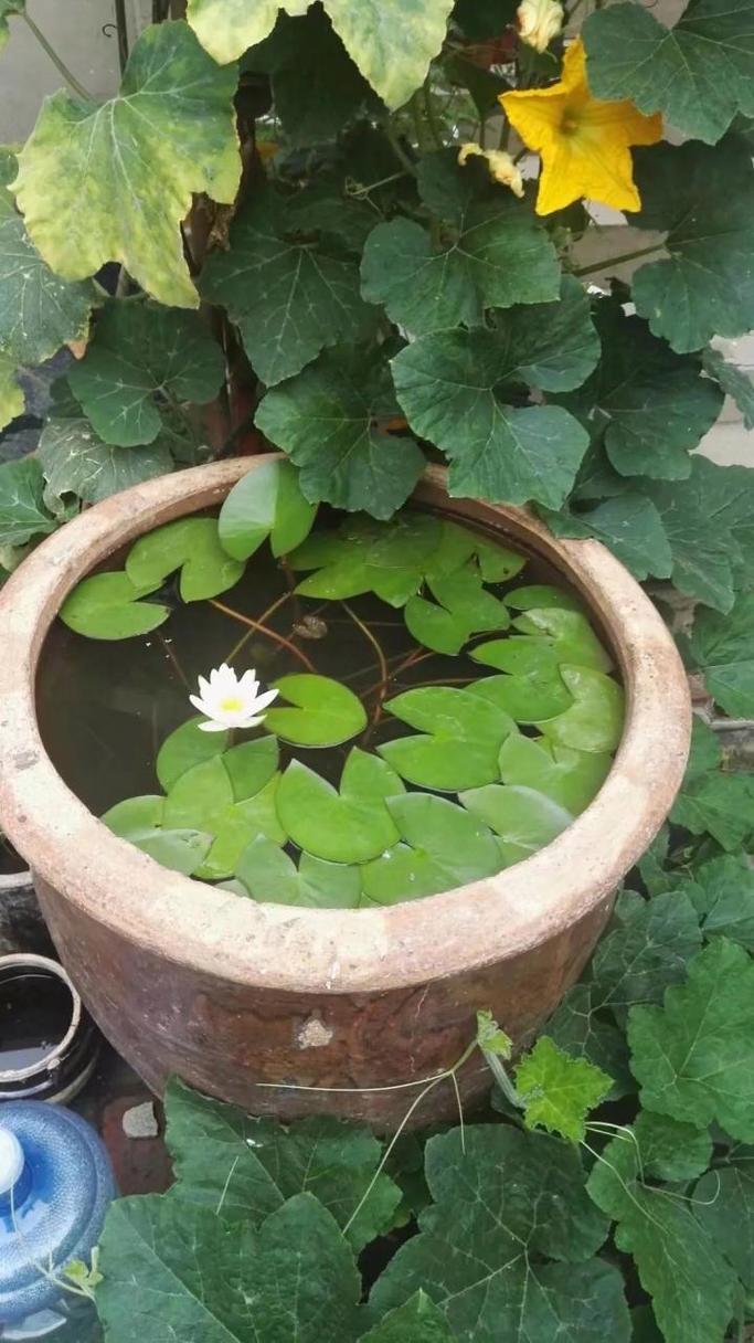 如何在水缸里养荷花，如何在水缸里养荷花盆栽-第4张图片-优品飞百科