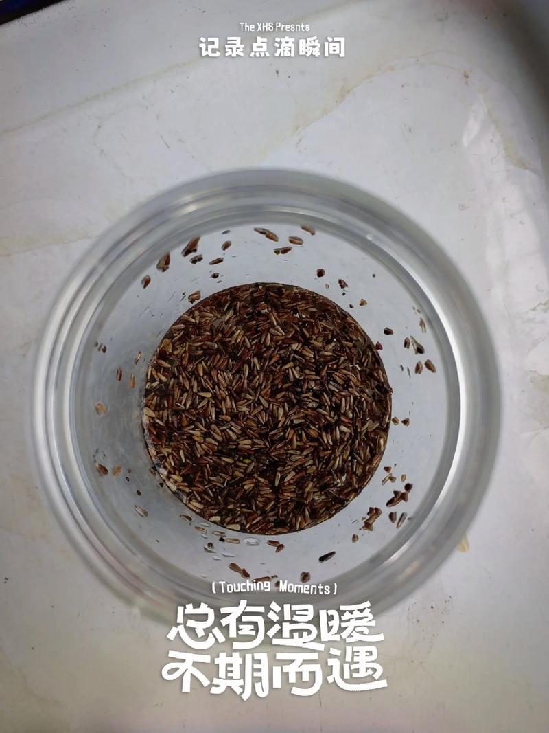 菊花种子几月份播种，菊花种子几月种植