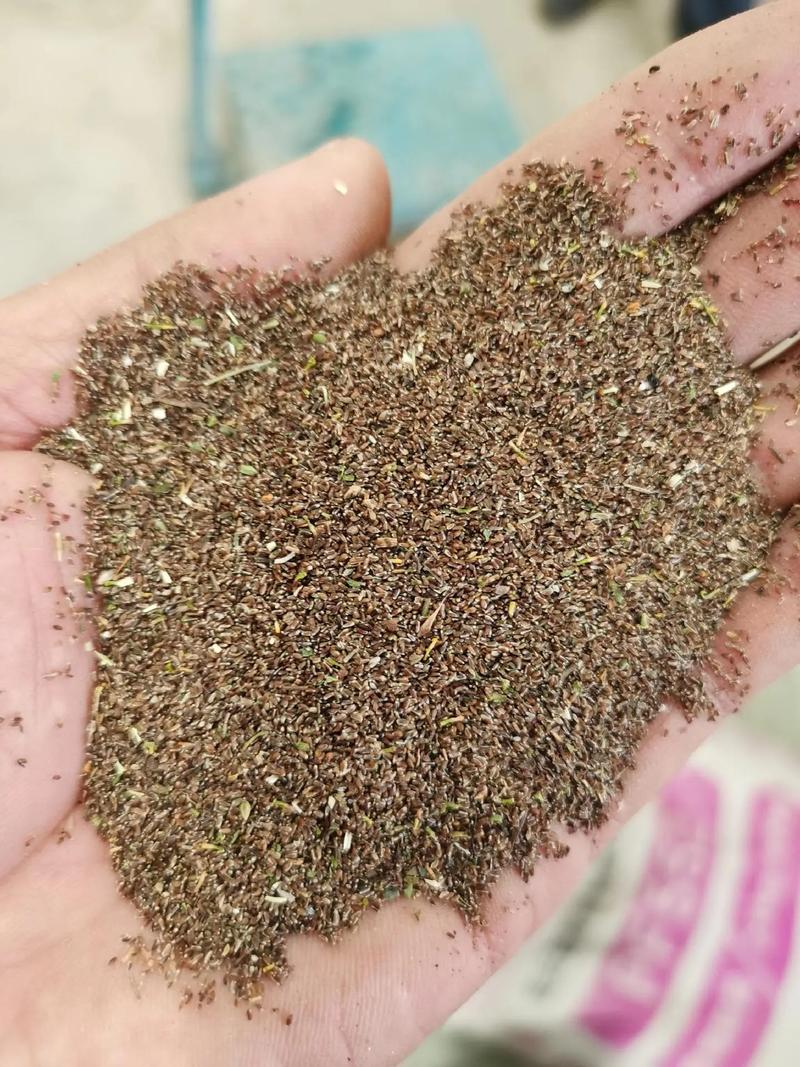 菊花种子几月份播种,菊花种子几月种植-第2张图片-优品飞百科 菊花种子几月份播种,菊花种子几月种植-第2张图片-优品飞百科