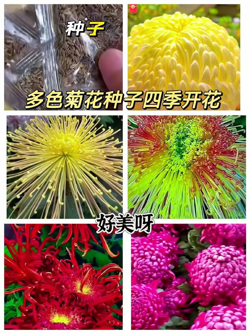 菊花种子几月份播种,菊花种子几月种植-第3张图片-优品飞百科 菊花种子几月份播种,菊花种子几月种植-第3张图片-优品飞百科