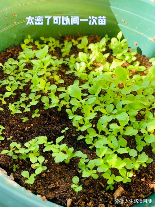 菊花种子几月份播种,菊花种子几月种植-第4张图片-优品飞百科 菊花种子几月份播种,菊花种子几月种植-第4张图片-优品飞百科