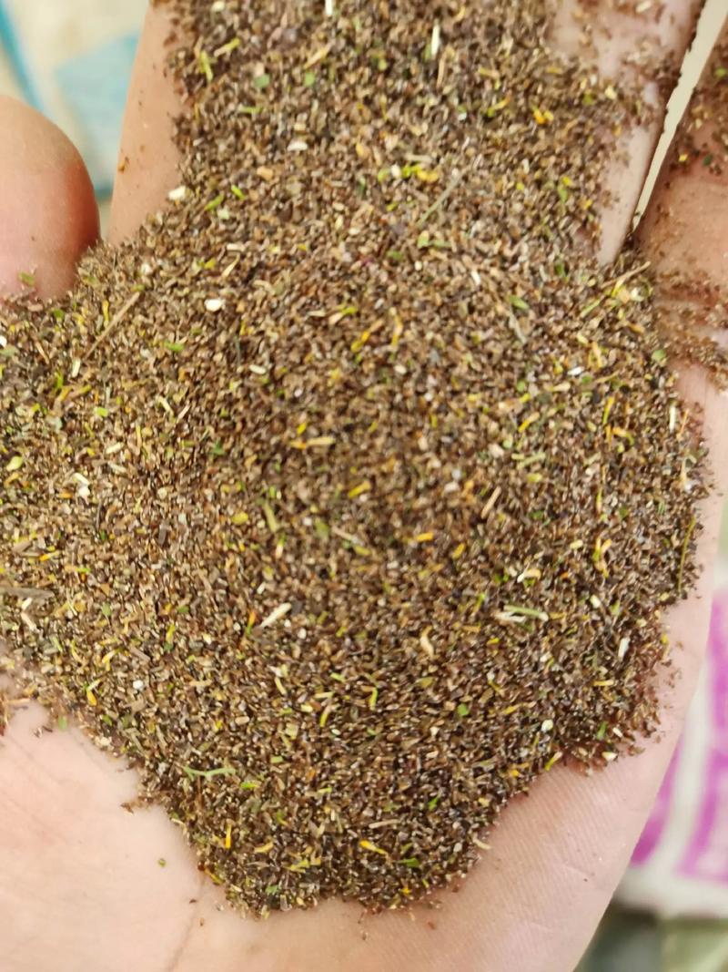 菊花种子几月份播种,菊花种子几月种植-第5张图片-优品飞百科 菊花种子几月份播种,菊花种子几月种植-第5张图片-优品飞百科