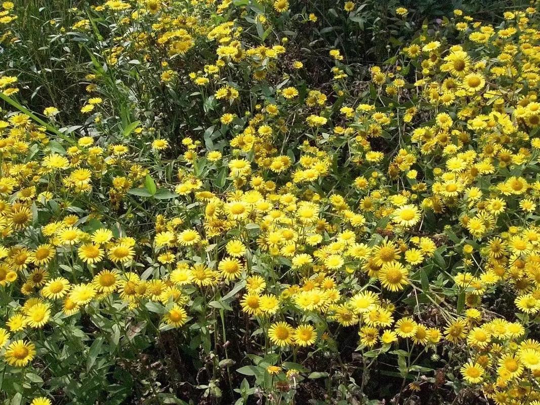 菊花种子几月份播种,菊花种子几月种植-第6张图片-优品飞百科 菊花种子几月份播种,菊花种子几月种植-第6张图片-优品飞百科