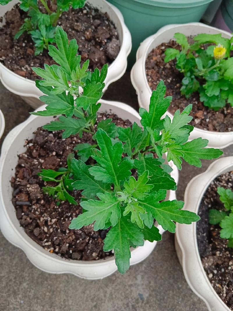 菊花种子几月份播种,菊花种子几月种植-第7张图片-优品飞百科 菊花种子几月份播种,菊花种子几月种植-第7张图片-优品飞百科