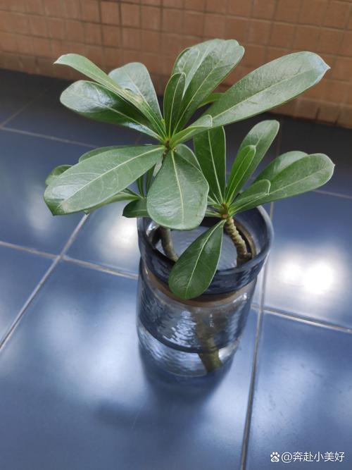 玫瑰花怎么养水里才开花，玫瑰鲜花怎么水里养的时间长？