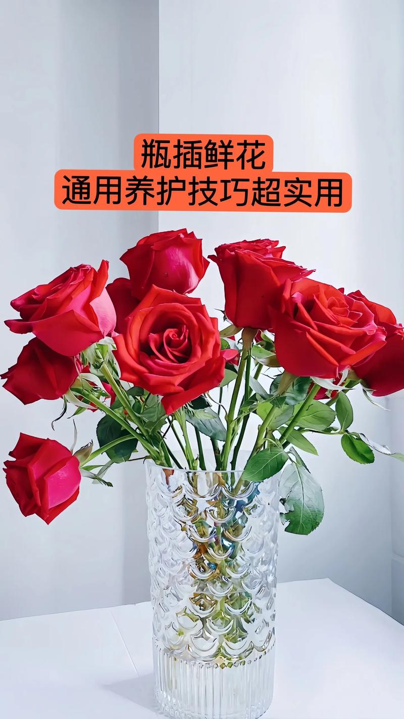 玫瑰花怎么养水里才开花,玫瑰鲜花怎么水里养的时间长?-第3张图片-优品飞百科 玫瑰花怎么养水里才开花,玫瑰鲜花怎么水里养的时间长?-第3张图片-优品飞百科