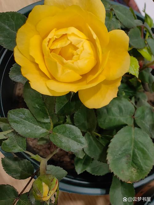 玫瑰花怎么养水里才开花,玫瑰鲜花怎么水里养的时间长?-第5张图片-优品飞百科 玫瑰花怎么养水里才开花,玫瑰鲜花怎么水里养的时间长?-第5张图片-优品飞百科