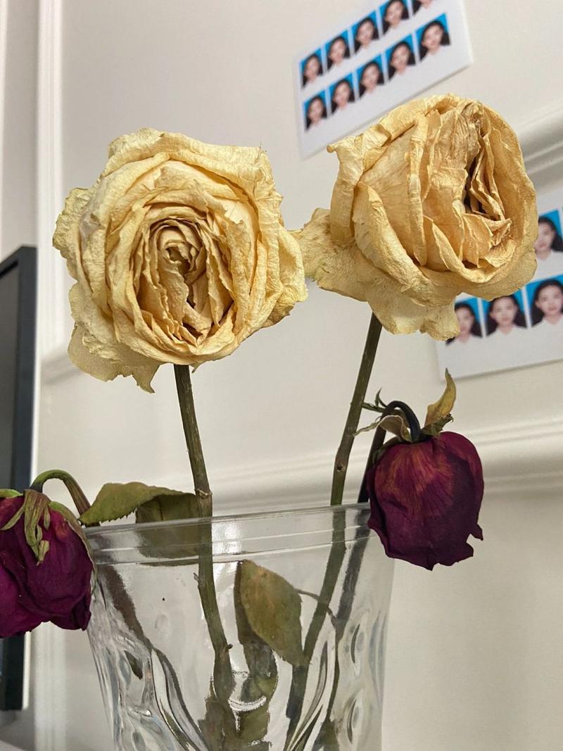 玫瑰花怎么养水里才开花,玫瑰鲜花怎么水里养的时间长?-第6张图片-优品飞百科 玫瑰花怎么养水里才开花,玫瑰鲜花怎么水里养的时间长?-第6张图片-优品飞百科