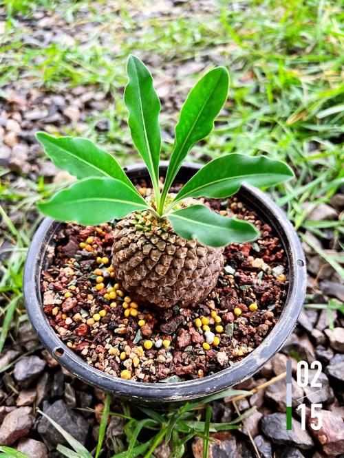 铁甲球浇水过多怎么办？铁甲球浇水过多怎么办呢？