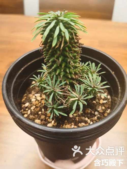 铁甲球浇水过多怎么办?铁甲球浇水过多怎么办呢?-第2张图片-优品飞百科 铁甲球浇水过多怎么办?铁甲球浇水过多怎么办呢?-第2张图片-优品飞百科