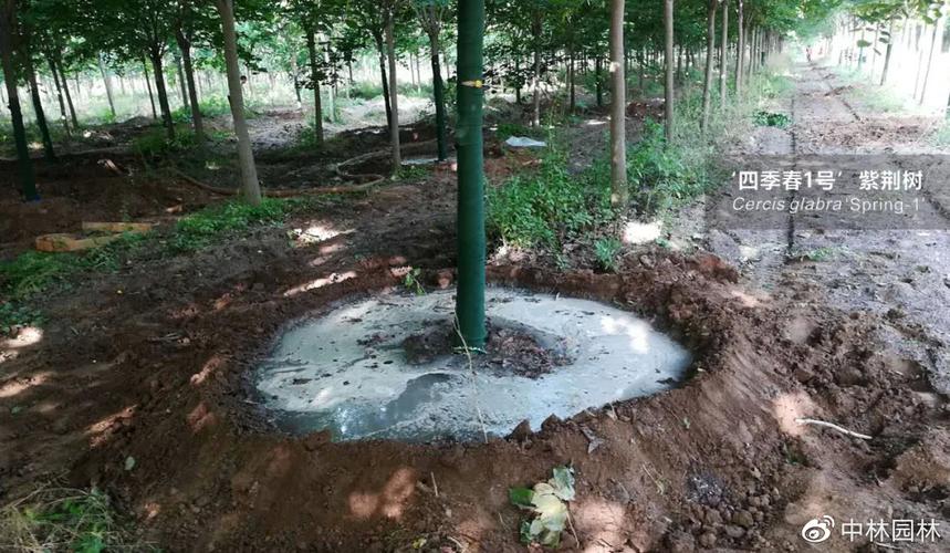 铁甲球浇水过多怎么办?铁甲球浇水过多怎么办呢?-第3张图片-优品飞百科 铁甲球浇水过多怎么办?铁甲球浇水过多怎么办呢?-第3张图片-优品飞百科