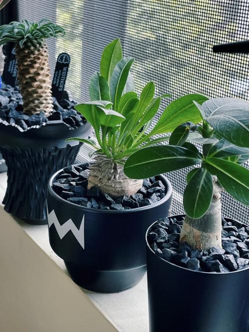 铁甲球浇水过多怎么办?铁甲球浇水过多怎么办呢?-第4张图片-优品飞百科 铁甲球浇水过多怎么办?铁甲球浇水过多怎么办呢?-第4张图片-优品飞百科