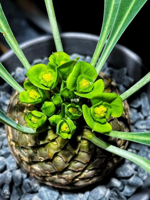 铁甲球浇水过多怎么办?铁甲球浇水过多怎么办呢?-第5张图片-优品飞百科 铁甲球浇水过多怎么办?铁甲球浇水过多怎么办呢?-第5张图片-优品飞百科