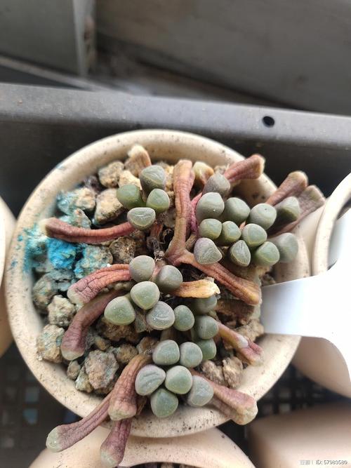 铁甲球浇水过多怎么办?铁甲球浇水过多怎么办呢?-第6张图片-优品飞百科 铁甲球浇水过多怎么办?铁甲球浇水过多怎么办呢?-第6张图片-优品飞百科