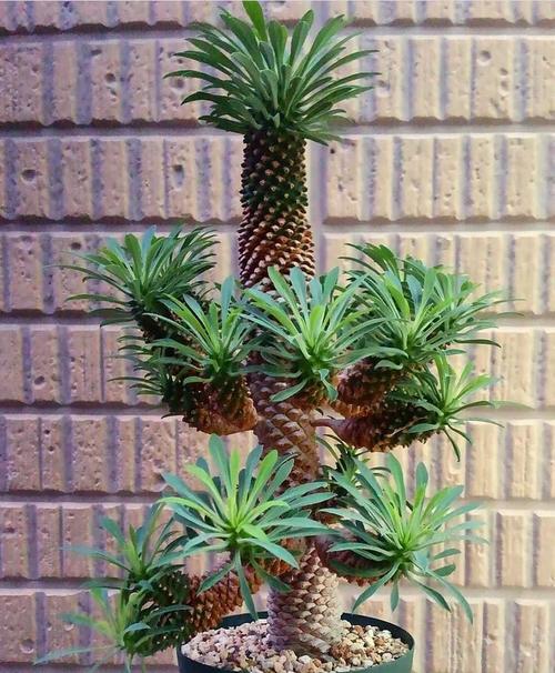 铁甲球浇水过多怎么办?铁甲球浇水过多怎么办呢?-第7张图片-优品飞百科 铁甲球浇水过多怎么办?铁甲球浇水过多怎么办呢?-第7张图片-优品飞百科