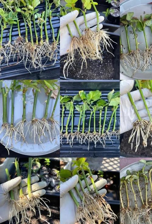 绣球花的扦插方法，绣球花的扦插方法视频-第2张图片-优品飞百科